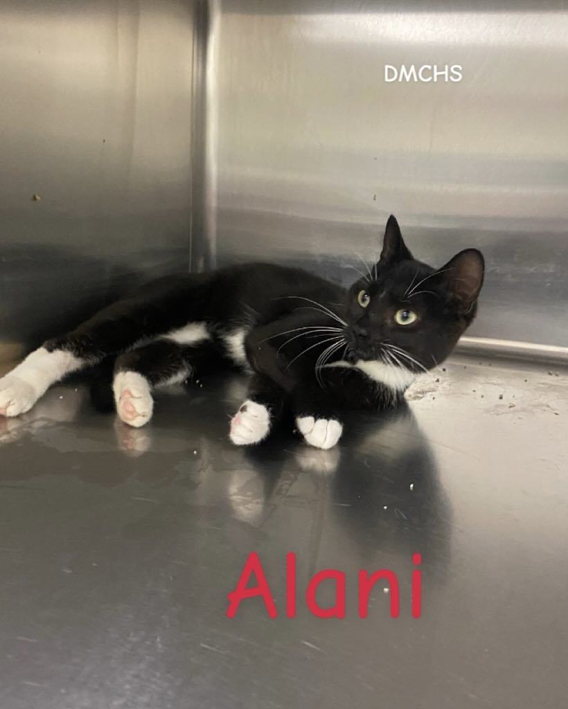 Alani