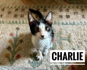 Charlie, Baby Male unknown