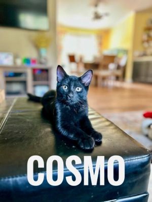 Cosmo, Baby Male unknown