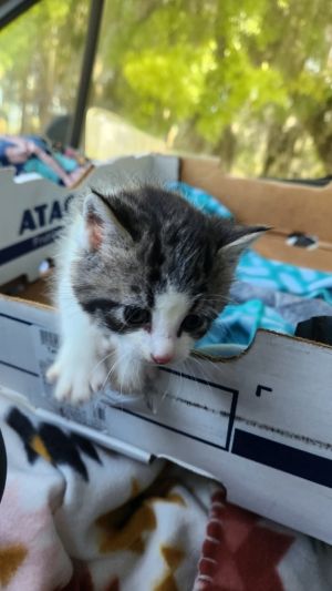 Paisley, Baby Female unknown