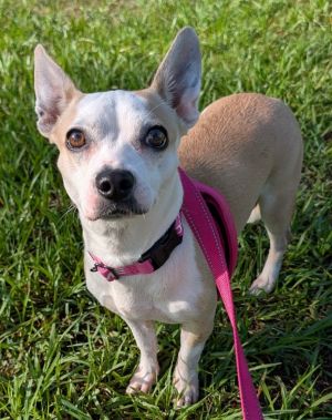 Sophia-Friendly Chi Girl, Adult Female unknown