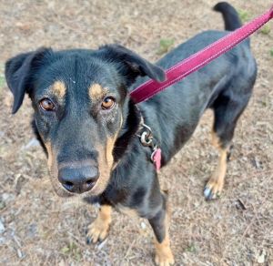 Kassia-Sweet girl!, Adult Female unknown