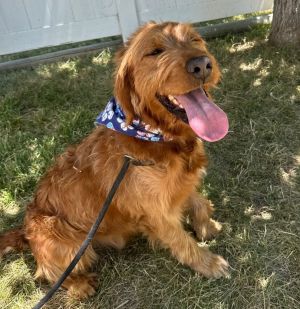 Remi, Adult Male unknown