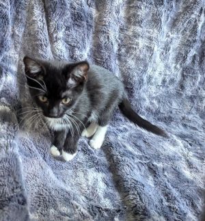 Applejacks, Baby Female unknown