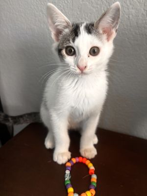 Molly, Baby Female unknown