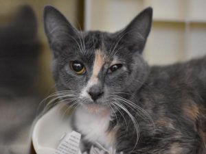 Tinsel, Adult Female unknown