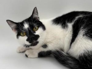 Alice, Adult Female unknown