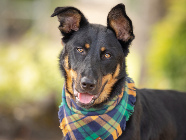 Rune, an adoptable Beauceron, Mixed Breed in Portland, OR, 97211 | Photo Image 1