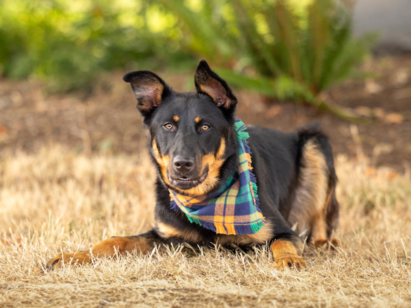 Rune, an adoptable Beauceron, Mixed Breed in Portland, OR, 97211 | Photo Image 2
