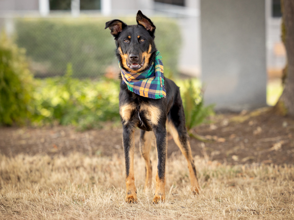 Rune, an adoptable Beauceron, Mixed Breed in Portland, OR, 97211 | Photo Image 3