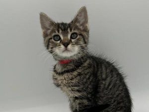 Abby Cadabby, Baby Female unknown