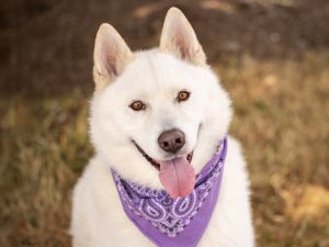 Kiska, Adult Female unknown