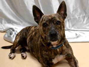 Dozer, Adult Male unknown
