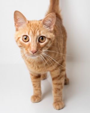 Sweet Potato, Young Male unknown