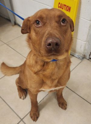 Vin Diesel / AC 26414 / Red, Adult Male unknown
