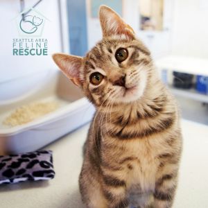 Nixie (and Josie) Domestic Short Hair Cat