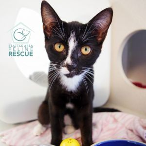 Josie (and Nixie) Domestic Short Hair Cat