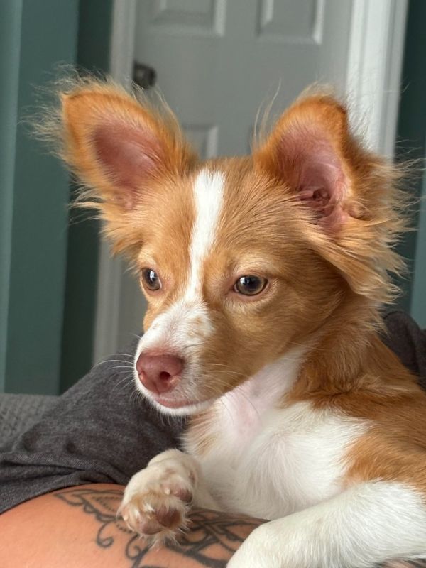Frito