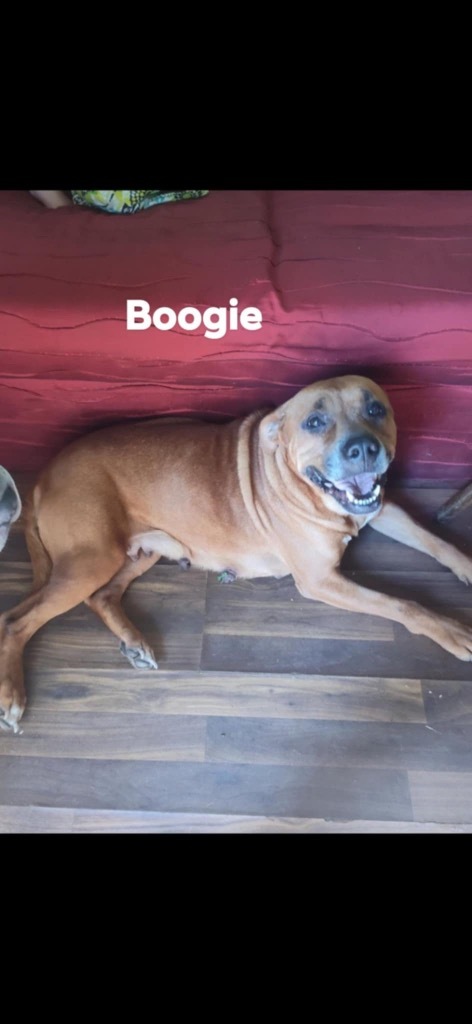 Country Boogie