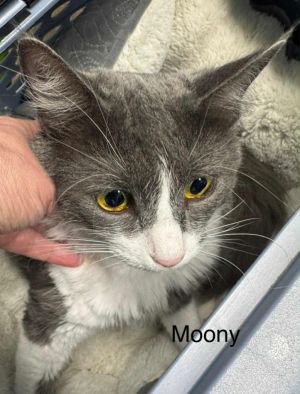 Moony, Adult Female unknown