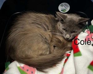 Cole, Adult Male unknown
