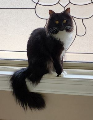 Roxanne, Adult Female unknown