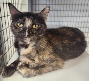 Daffodil, Adult Female unknown