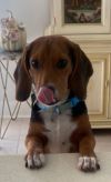 Buster photo 3