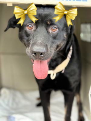 Hannah is for Lab lovers !!!, Young Female unknown