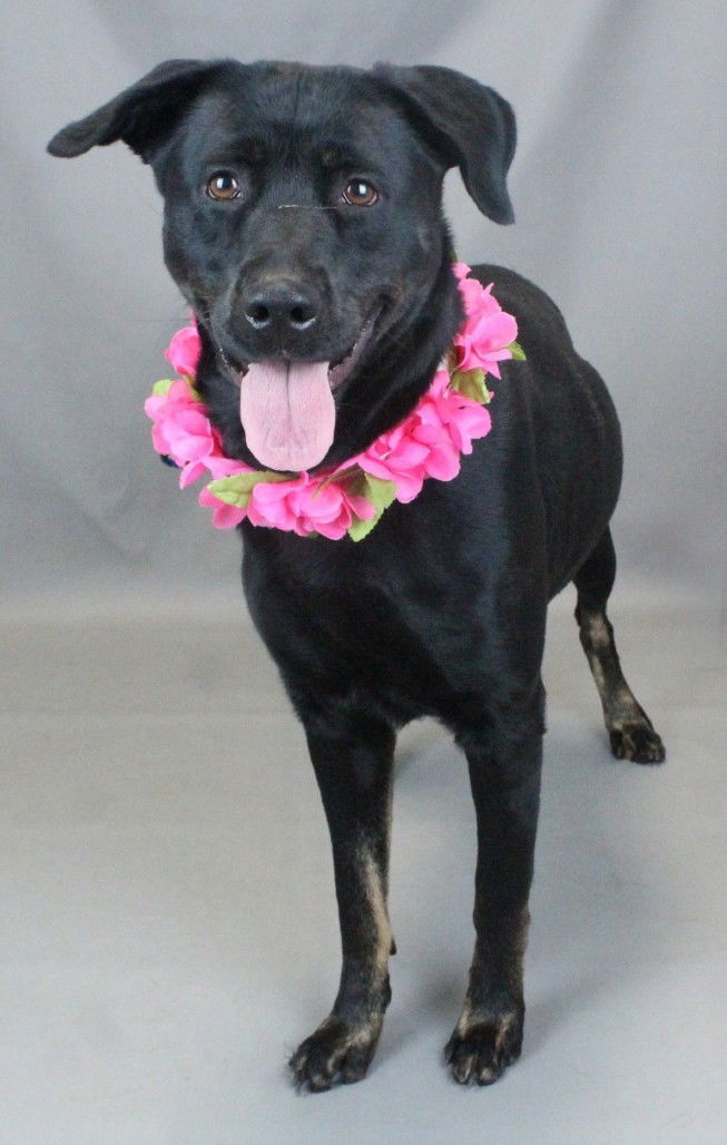 Hannah is for Lab lovers !!!