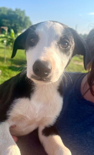 Border Collie , lab pups, Baby Male unknown