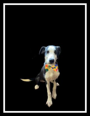 Border Collie , lab pup, Baby Male unknown