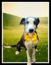 Border Collie , lab pup photo 2