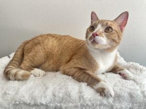 Mango, Adult Male unknown