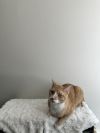 Mango photo 3