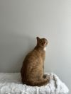 Mango photo 4