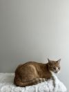 Mango photo 5