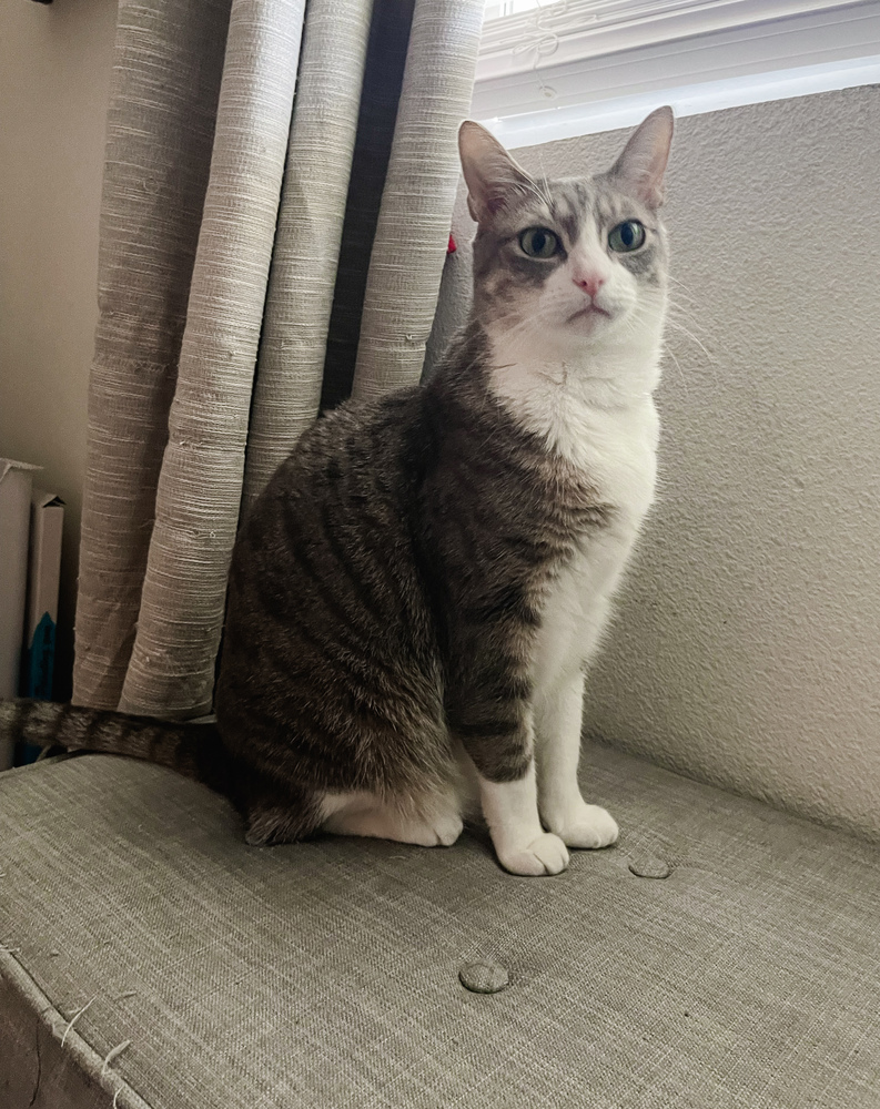 Django