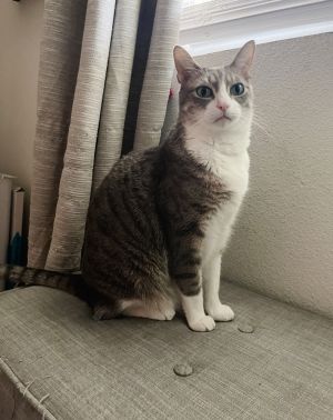 Django, Adult Male unknown