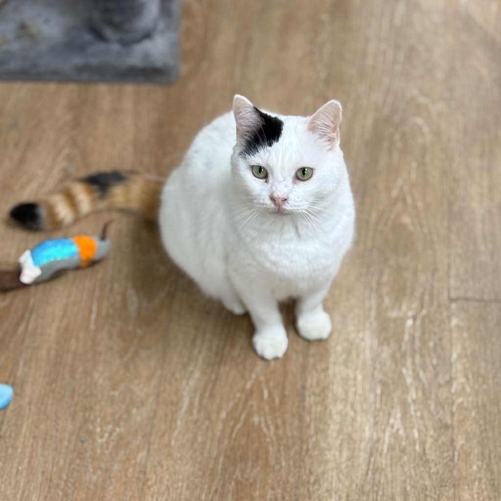 Sterling, an adoptable Domestic Short Hair in Corpus Christi, TX, 78414 | Photo Image 1