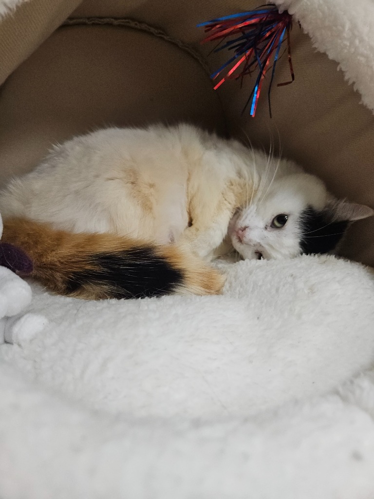 Sterling, an adoptable Domestic Short Hair in Corpus Christi, TX, 78414 | Photo Image 2