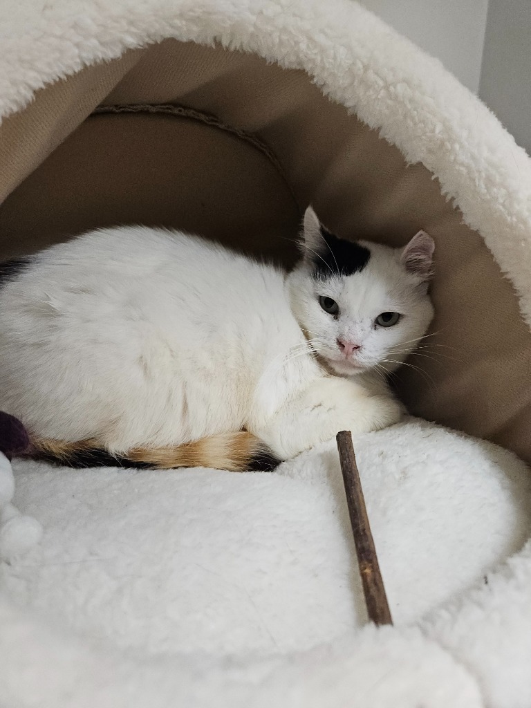 Sterling, an adoptable Domestic Short Hair in Corpus Christi, TX, 78414 | Photo Image 3