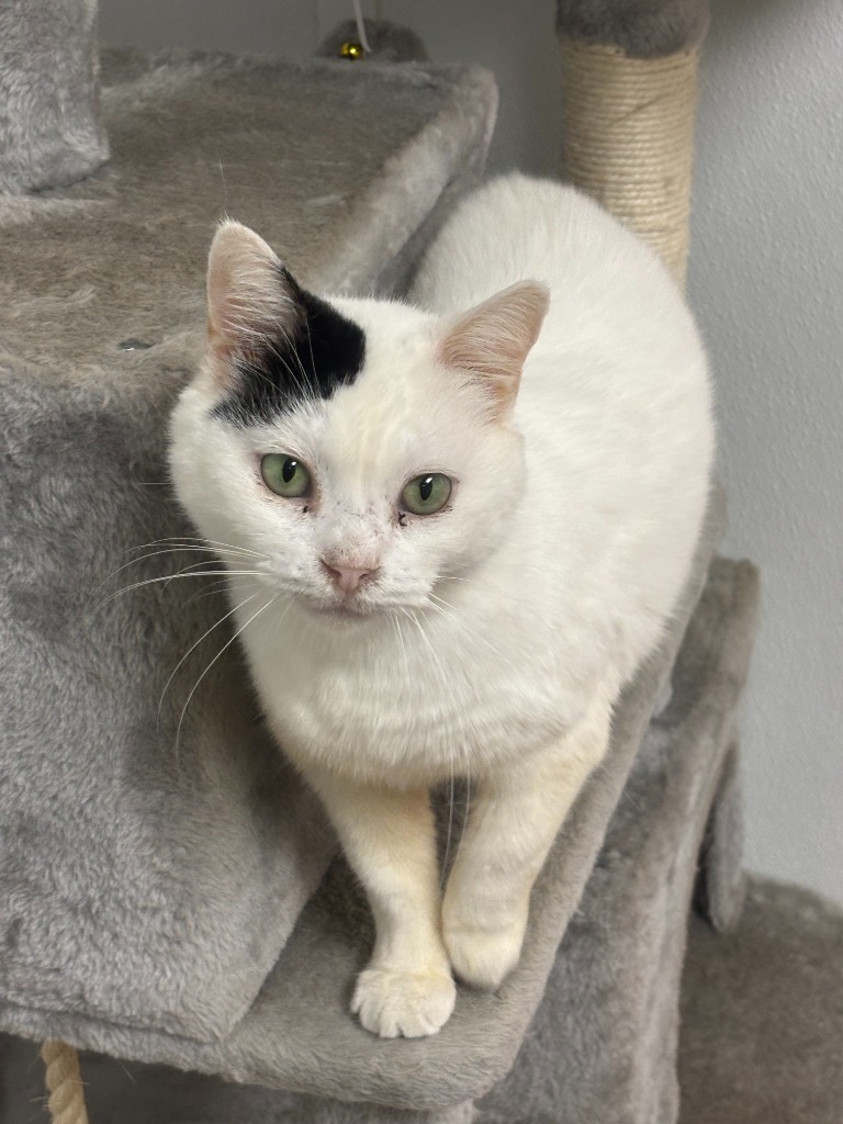 Sterling, an adoptable Domestic Short Hair in Corpus Christi, TX, 78414 | Photo Image 4