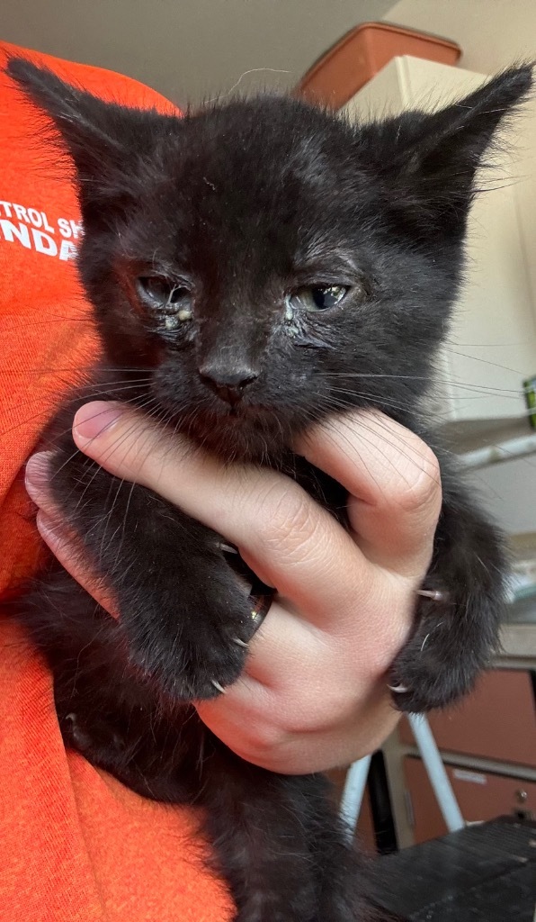 small black kitten