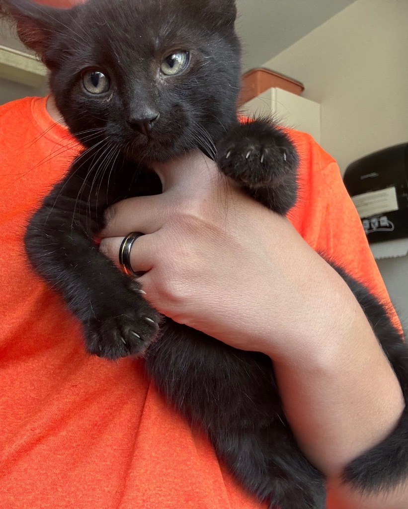 black kitten