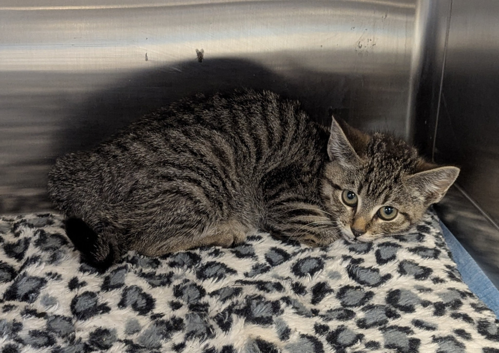 Car ry, an adoptable Domestic Short Hair in Havre, MT, 59501 | Photo Image 1