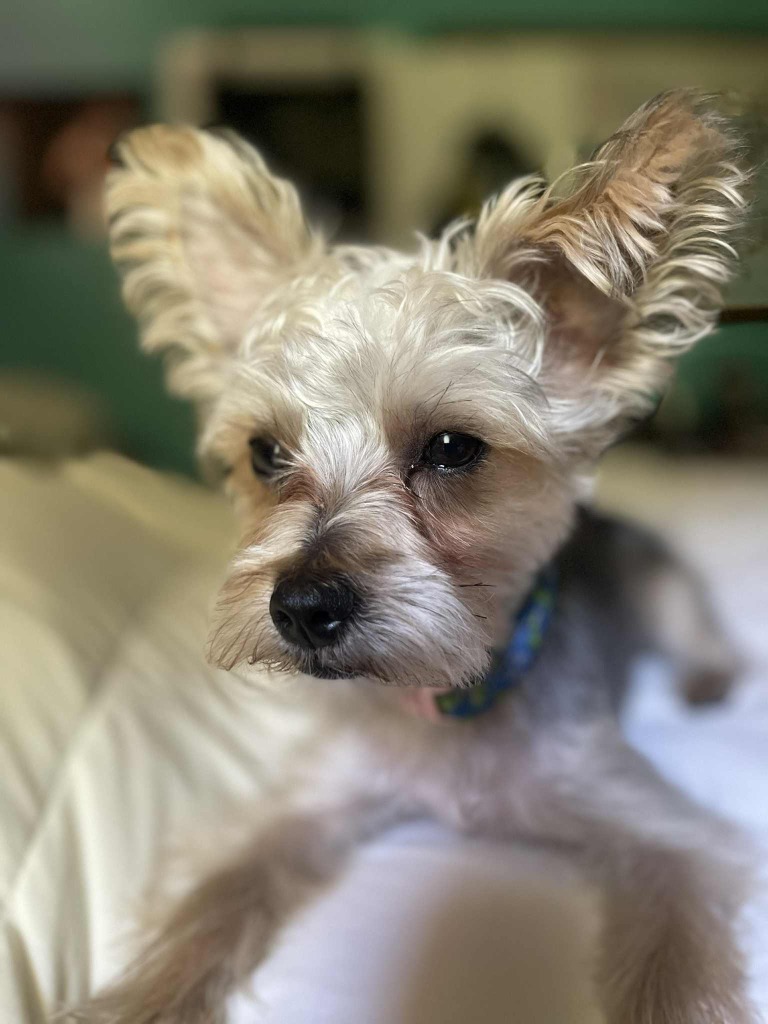 Scrappy