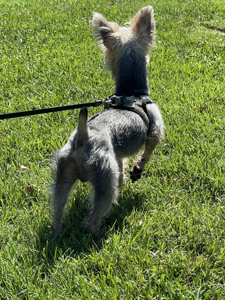 Scrappy
