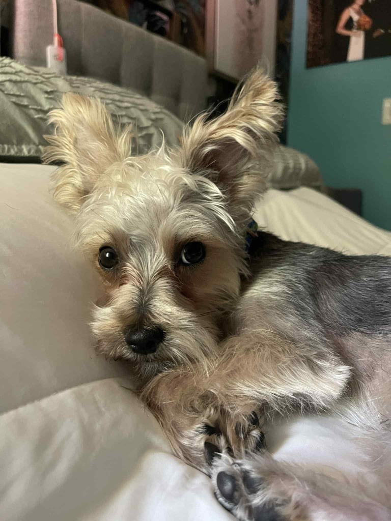 Scrappy
