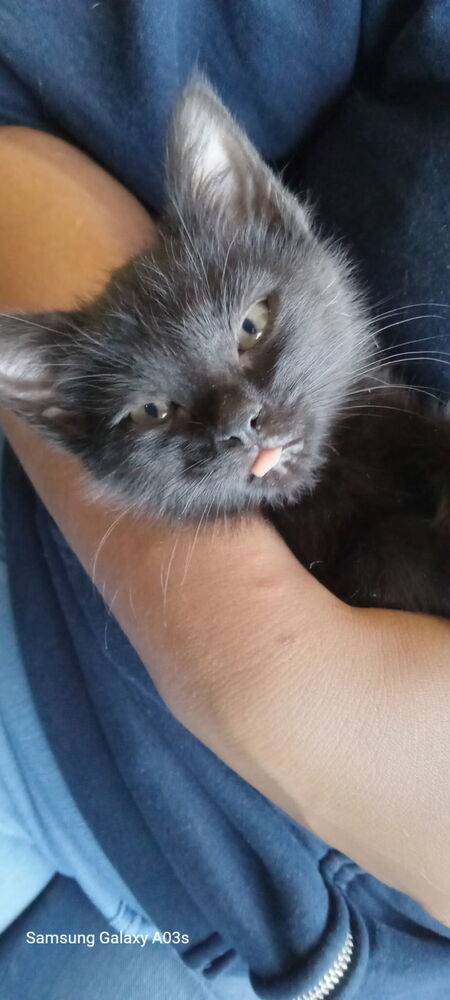 Sheena